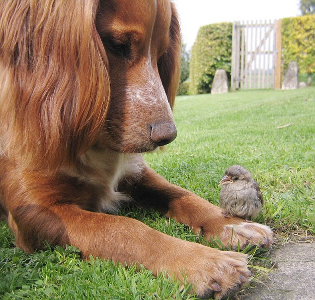 Bird in paw: Flint the Cocker Spaniel befriended the orphaned sparrow, Chicky, and didn't gobble him up