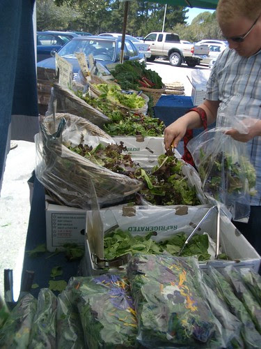 Salad Greens