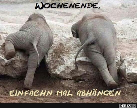 Elefanten Bilder Lustig