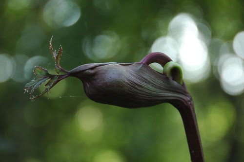 Angelica gigas