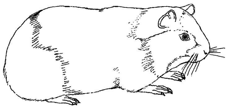 meerschweinchen ausmalbild  ausmalbilder malvorlagen und