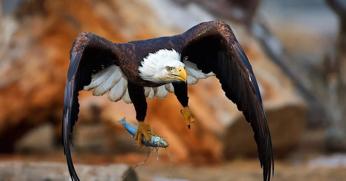 Animals With Wings / Which Animals Have Wings And Feathers Quora