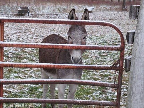 Esmeralda looking through the snowy hayfield gate