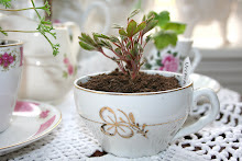 Min  pelargoniumsblogg