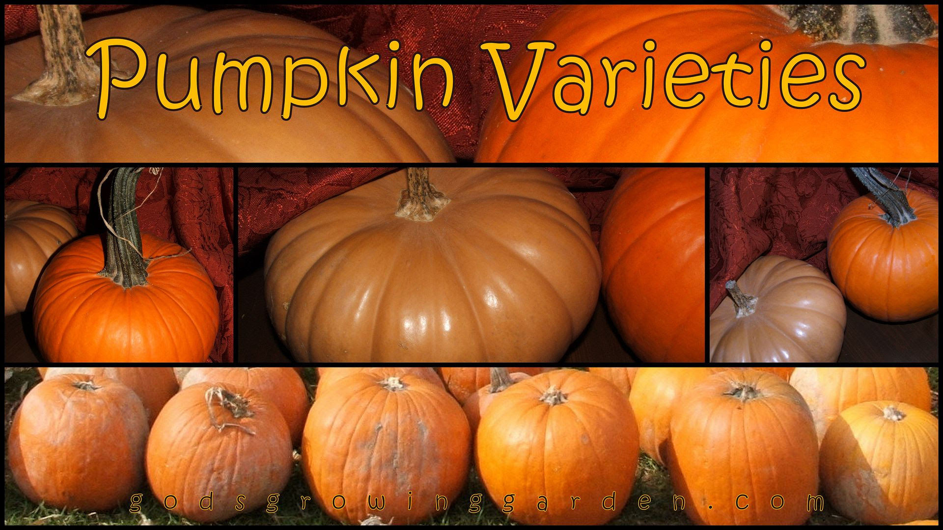 Pumpkins by Angie Ouellette-Tower for godsgrowinggarden.com photo 2014-10-29_zpsd51bfe38.jpg
