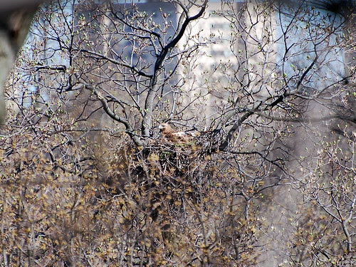 Red-Tailed Hawk in Inwood Hill Park Nest