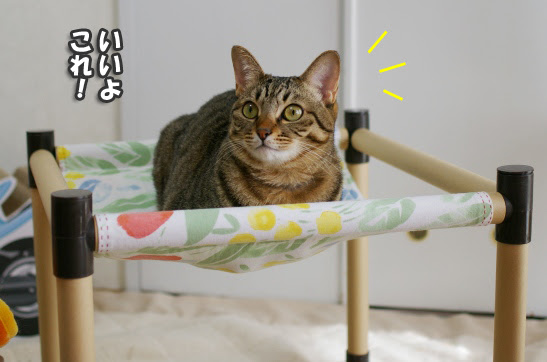 最良の選択 猫 ハンモック 手作り 100均 100 で最高の画像