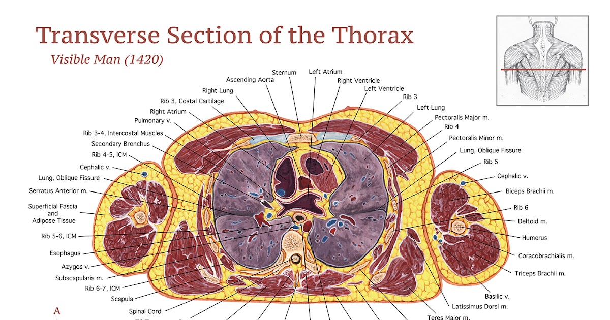 Cross Section Of A Bone - 1: Schematic drawing of a longitudinal