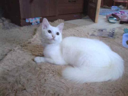 Gambar Kucing Anggora Putih Lucu - 81021+ Nama Untuk ...