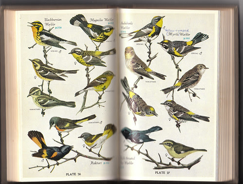 Pough Warblers