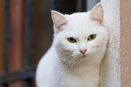 white cat white cat