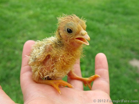 Newly hatched chick - FarmgirlFare.com