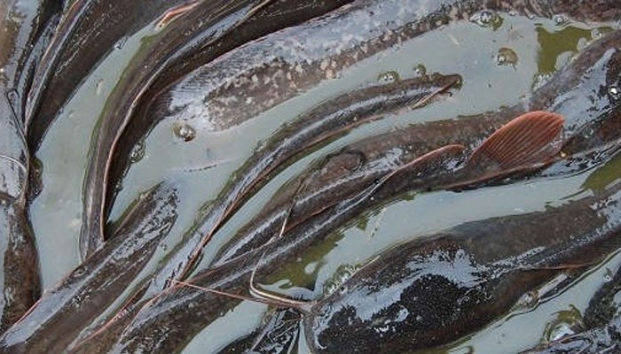 TIPS: cara ternak ikan lele bagi pemula - Budidaya Ikan Lele
