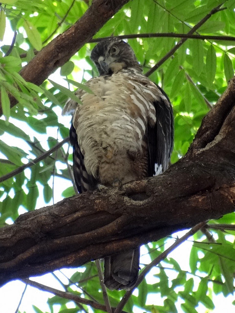 鳳頭蒼鷹/無限台南