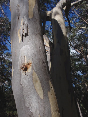 Eucalypts