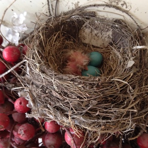 The robins are hatching! The nest is at my front door.