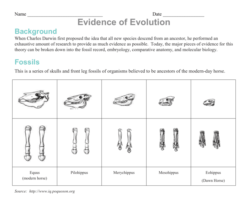 Evidence Of Evolution Worksheet Answers
