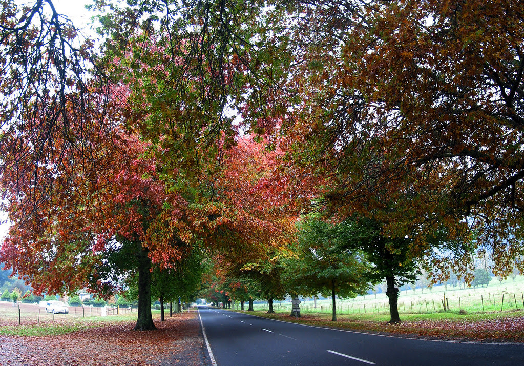 Great Alpine Road A