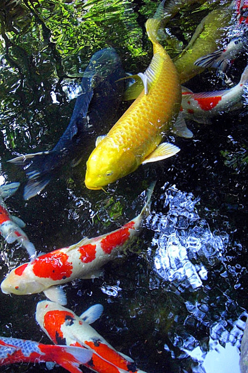 34 Koi Karpfen Bilder Besten Bilder Von Ausmalbilder