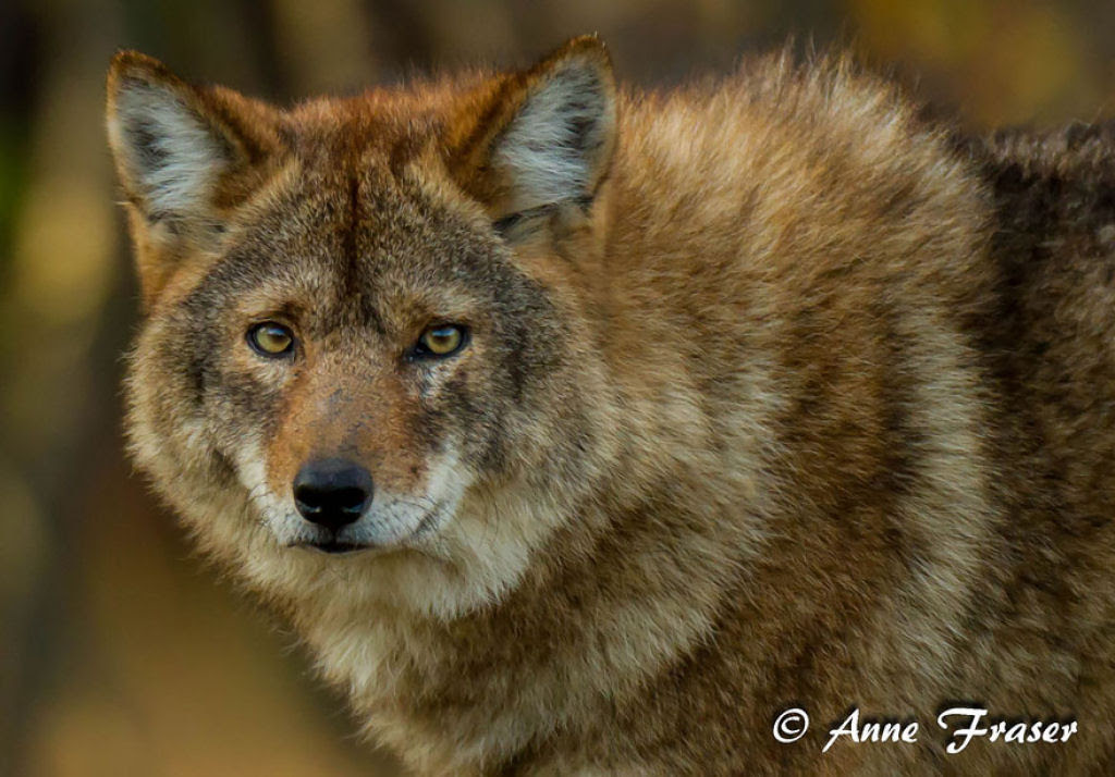 animais_hibridos 08