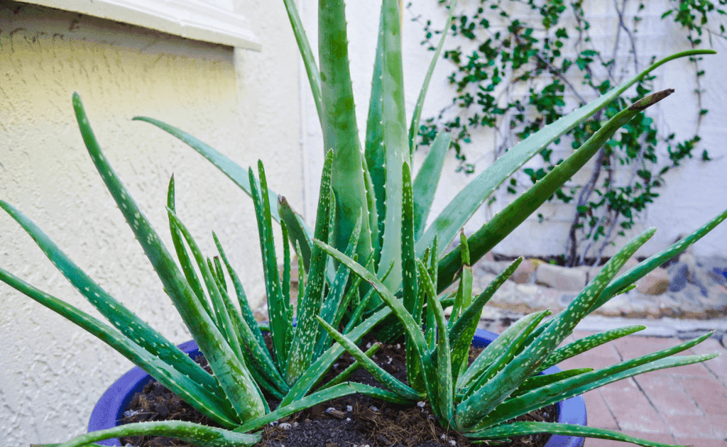 Where To Buy Fresh Aloe Vera Plant Near Me Plantă Blog