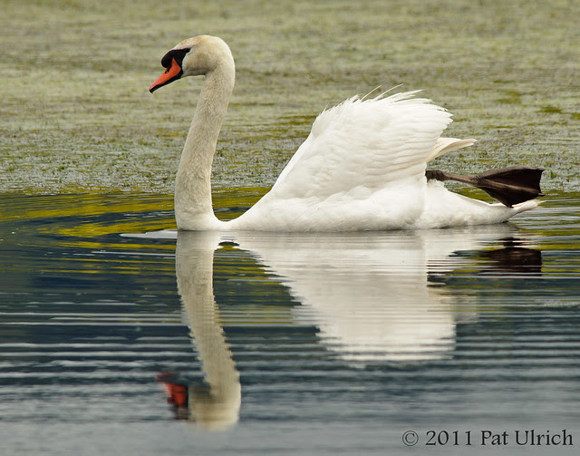 Mute swan at Ellis Creek - Pat Ulrich Wildlife Photography