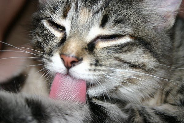 Cat Mosquito Bite Treatment - toxoplasmosis