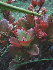 red leaved succulent