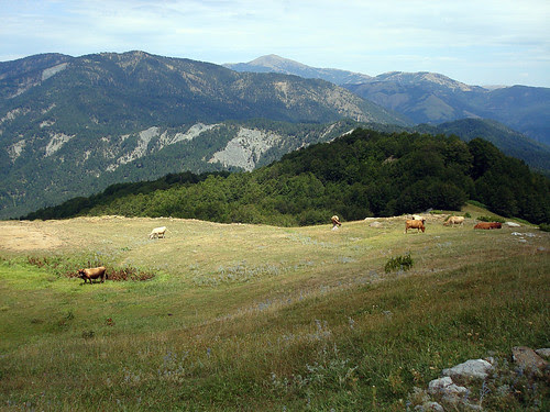 Cattle at Morfa pass