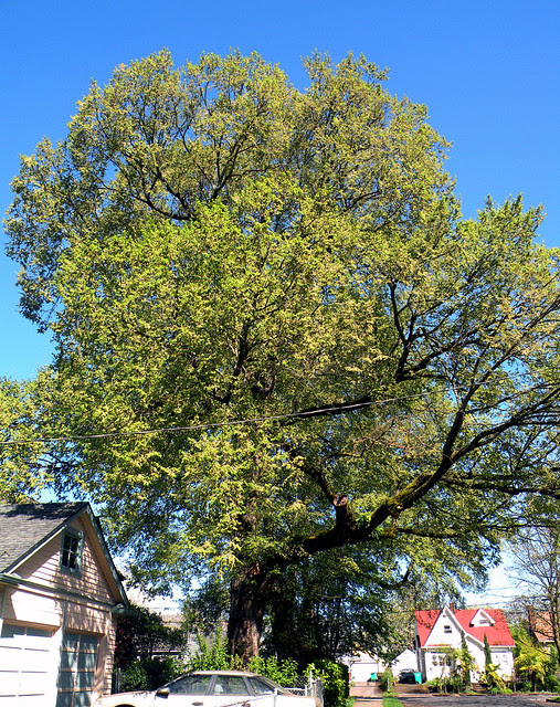 Large Spring Tree