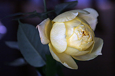 Second Rose