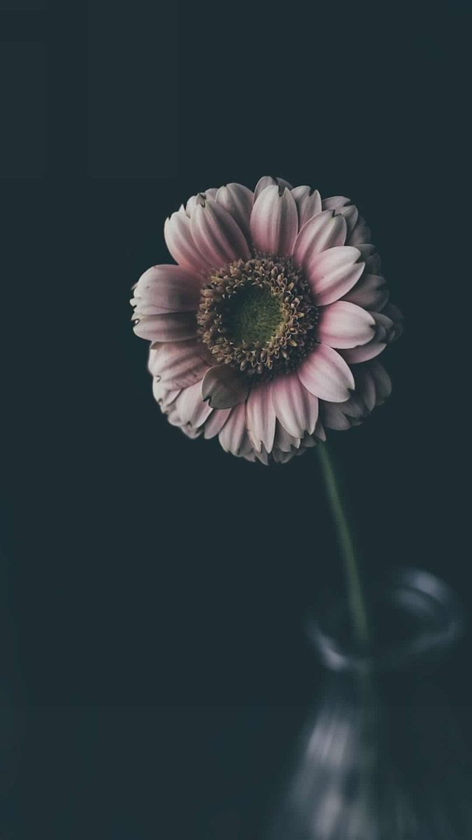 خلفيات مورده تمبلر للتصميم Al Ilmu 12