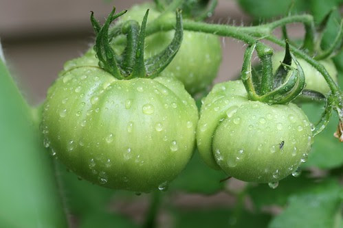 wet tomatoes