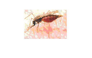 Plasmodium falciparum (Malaria disease)