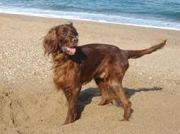 setter-irlandes-capricornio setter irlandés