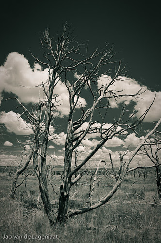 Reaching for the skies