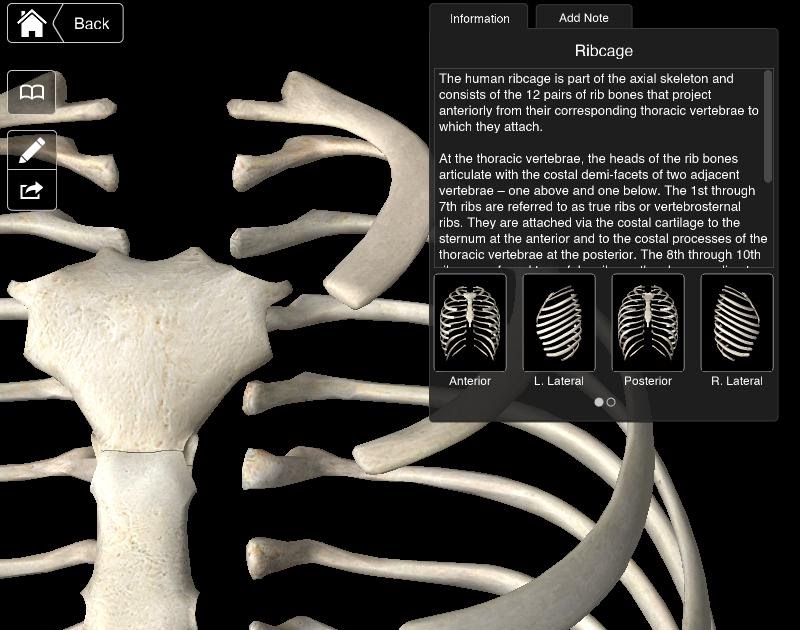 skeleton