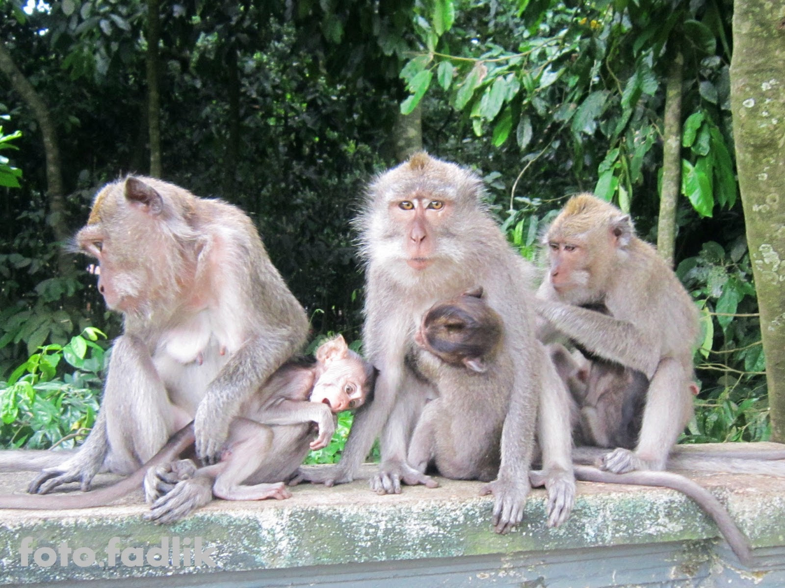 Kumpulan Gambar Kartun Monyet Yang Lucu Kolek Gambar