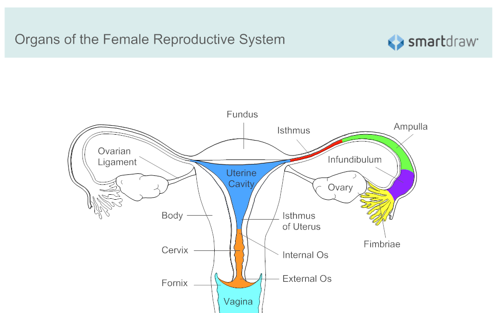 Illustration Of Woman\'S Internal Organs / Female Reproductive System ...