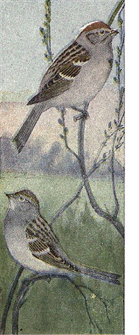 Reed Chipping Sparrows B
