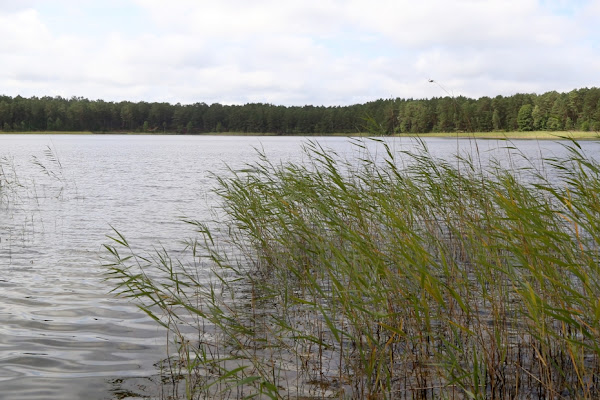 Saldūdeņu kvalitāte Latvijā strauji mazinās, izzūd arī reti un saudzējami ūdensaugi