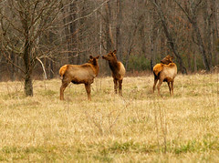 Boxley Elk
