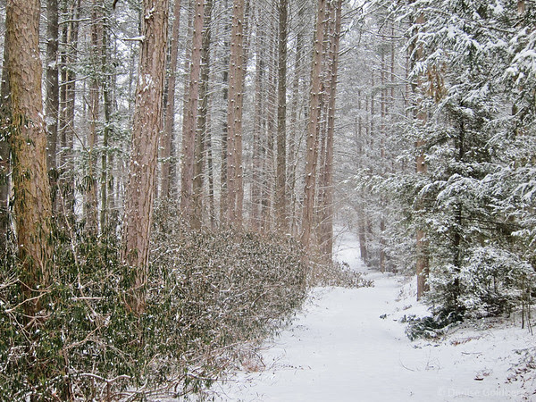 snow falling, a tree-lined trail