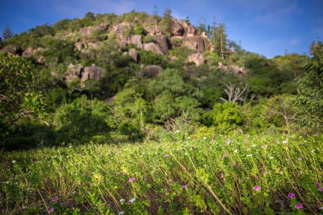 things to do in townsville