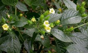 keji-beling