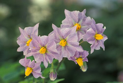 Potato flowers Potato flowers