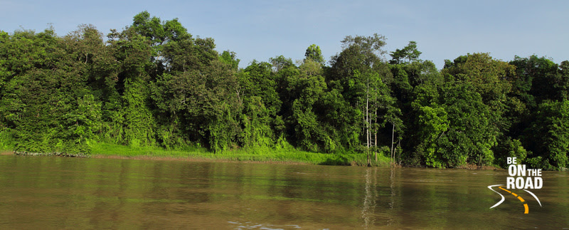 Lush rainforests by the Kinabatangan river, Borneo, Malaysia