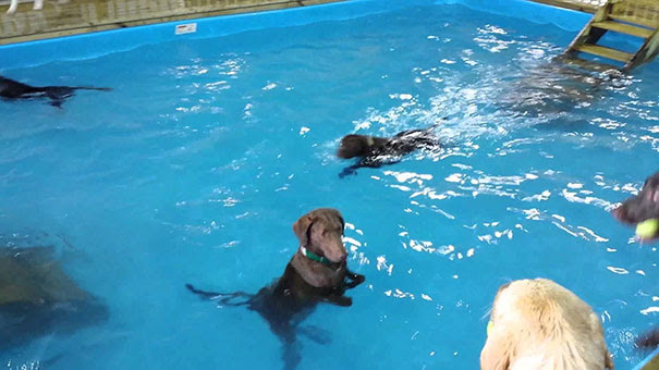 Σκύλος δεν καταλαβαίνει την έννοια της κολύμβησης