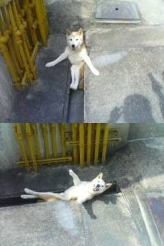 最新爆笑 面白い 画像 動物 最高の動物画像