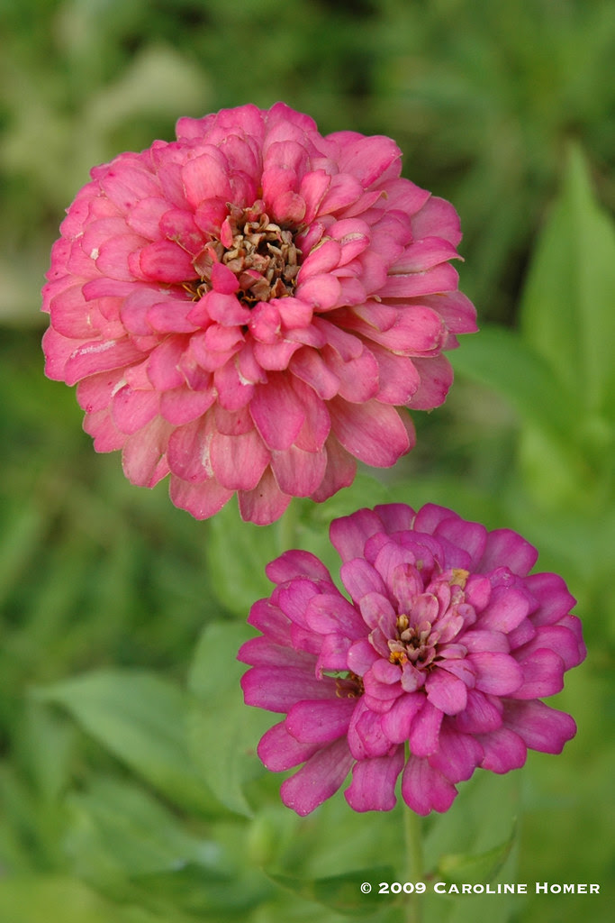 Zinnias (Granny's Bouquet Mix)